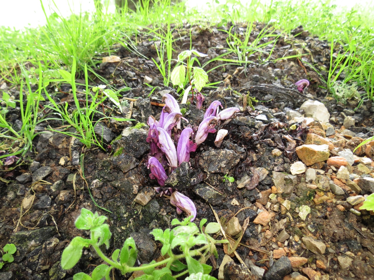 Lathrée pourpre 1477